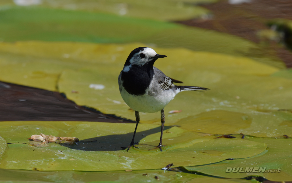 White Wagtail (Motacilla alba)